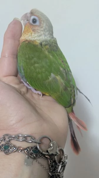 Conuro guance verdi  | Foto 1