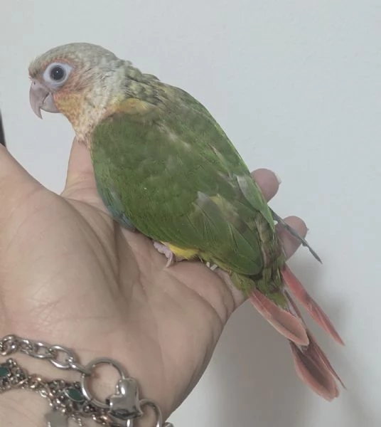 Conuro guance verdi  | Foto 0