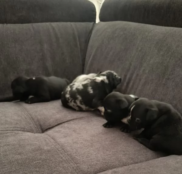 Vendo cuccioli bulldog francese  | Foto 0