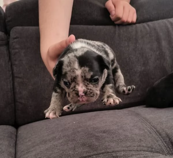 Vendo cuccioli bulldog francese 