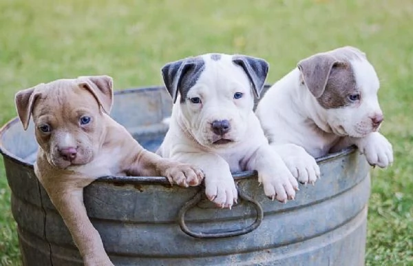 Cuccioli di Pit Bull adorabili