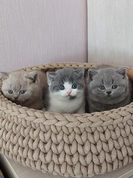 cuccioli di razza British Shorthair