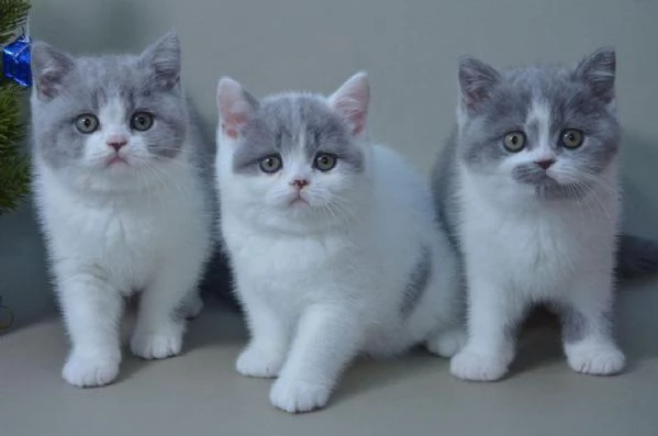 Cuccioli di British Shorthair disponibili