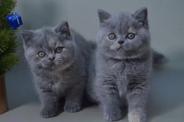 British Shorthair con pedigree