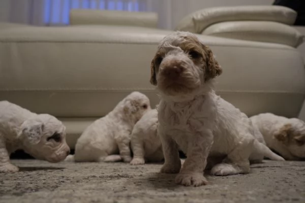 cuccioli di lagotto romagnolo