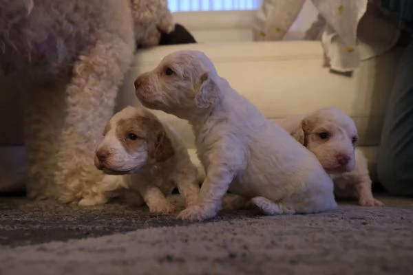 cuccioli di lagotto romagnolo | Foto 2