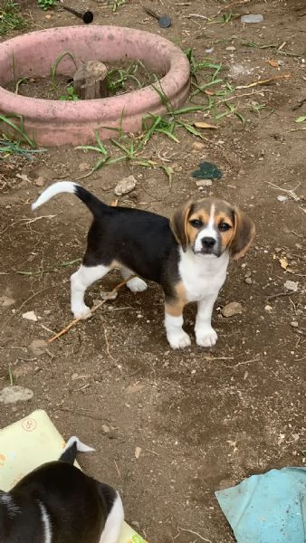 Beagle  | Foto 1