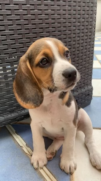 Beagle  | Foto 0