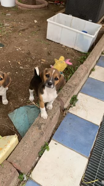 Beagle 