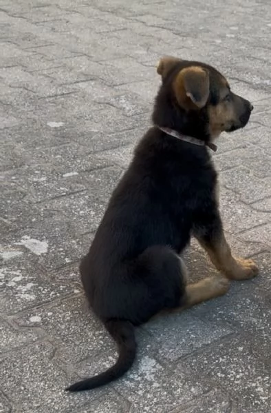 Cucciole di Pastore Tedesck | Foto 1