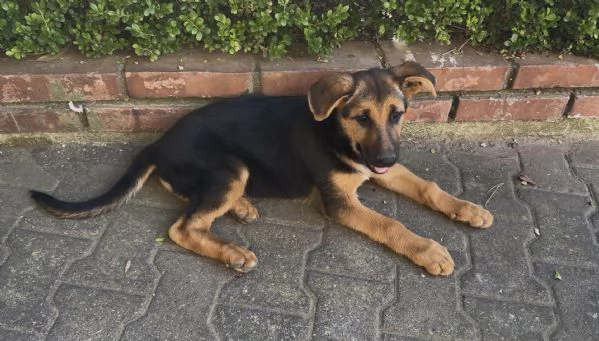 Cucciola di Pastore Tedesco