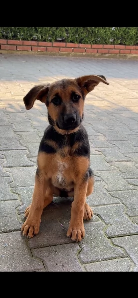 Cucciola Pastore Tedesco | Foto 0
