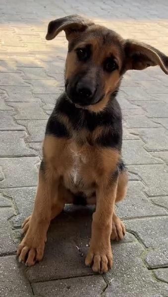 Cucciola Pastore Tedesco