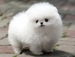 Adorabile cucciolo di Pomerania