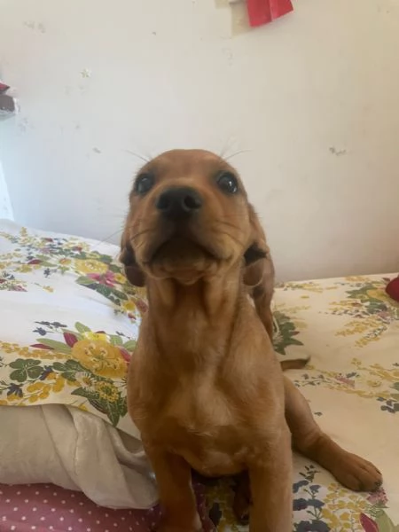 Cuccioli | Foto 4