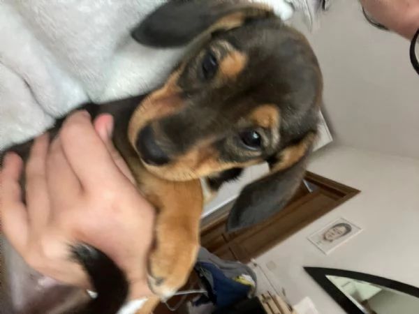 Cuccioli