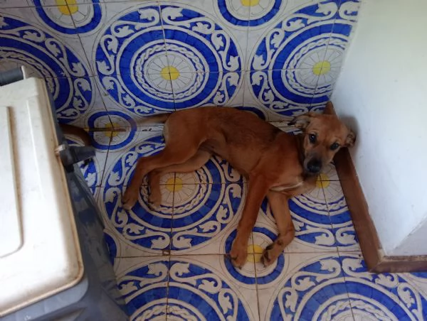 Cuccioli