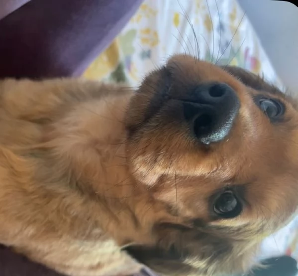 Cuccioli | Foto 1