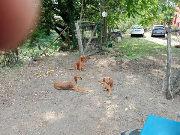 Cani femmine di 6 mesi