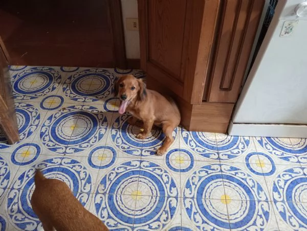 Cuccioli | Foto 1