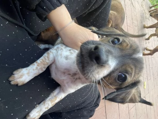 Cuccioli | Foto 0
