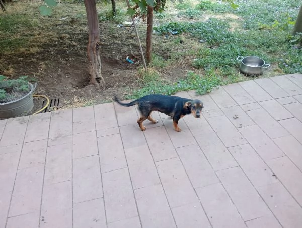 Cuccioli | Foto 0
