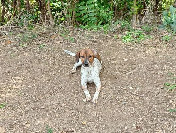Cani femmine di 6 mesi | Foto 1