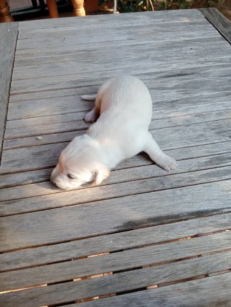 Cuccioli in regalo