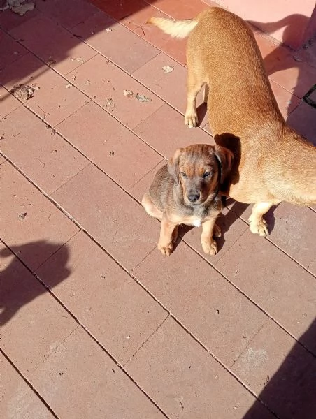 Cuccioli in regalo | Foto 1