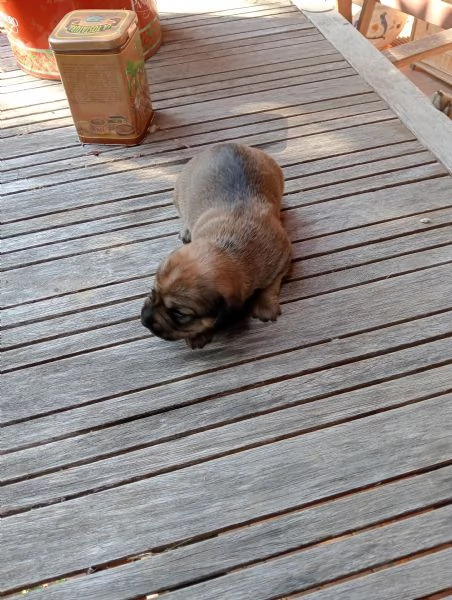 Cuccioli in regalo | Foto 2