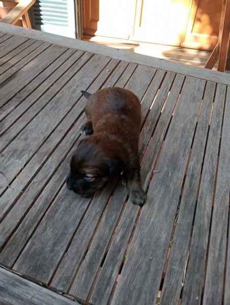 Cuccioli in regalo | Foto 0