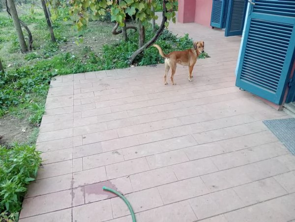 Regalo 4 cani femmine | Foto 3