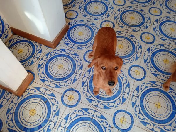 Regalo 4 cani femmine | Foto 2