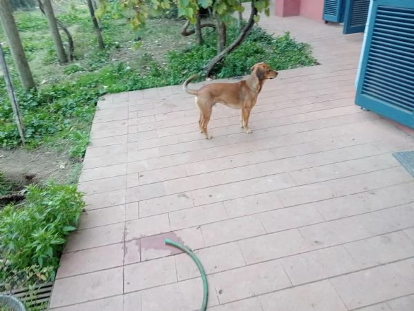 Regalo 4 cani femmine | Foto 1