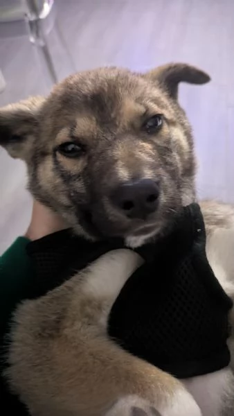 cucciolo meticcio