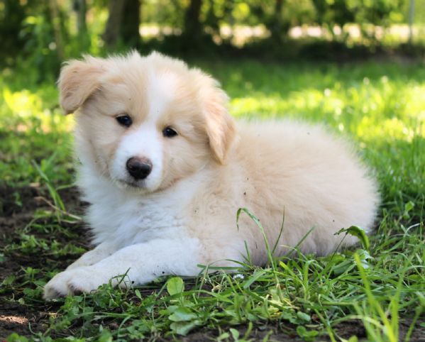 Rratto Divertente Del Cucciolo Di Cane Smilling Sveglio Border Collie Letto Casa Il Mette Sulla Coperta Cuscino Nuovo Membro Image144664821
