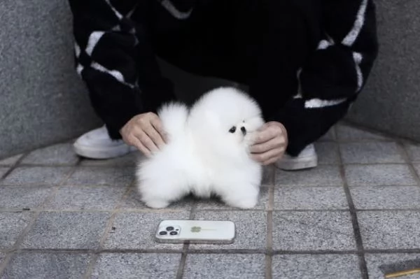 Cucciolo di Volpino Pomerania in cerca di adozione