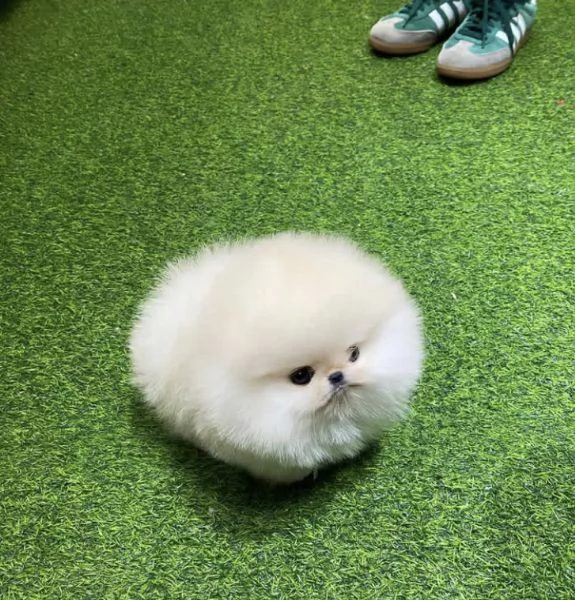 Cucciolo di Volpino Pomerania in cerca di adozione | Foto 2