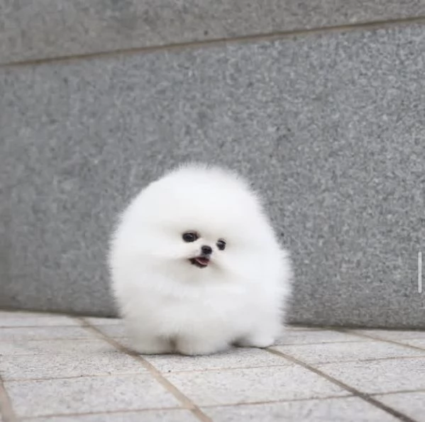 Cucciolo di Volpino Pomerania in cerca di adozione | Foto 1