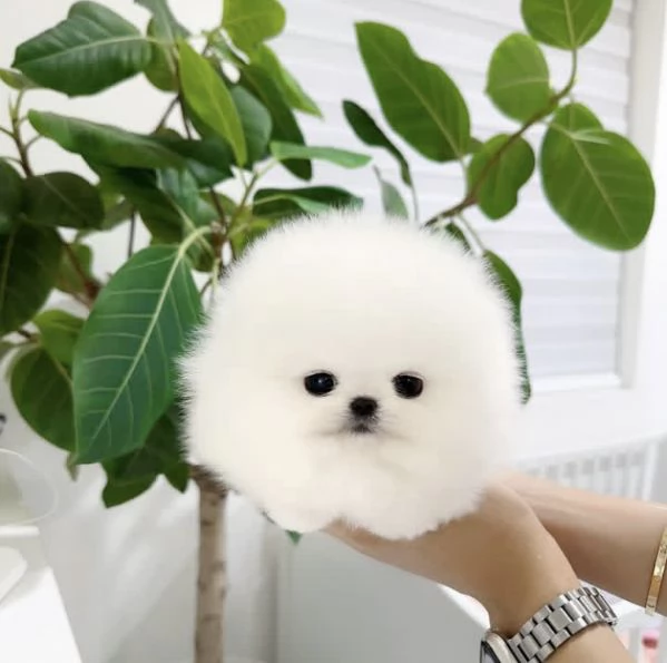 Cucciolo di Volpino Pomerania in cerca di adozione | Foto 0