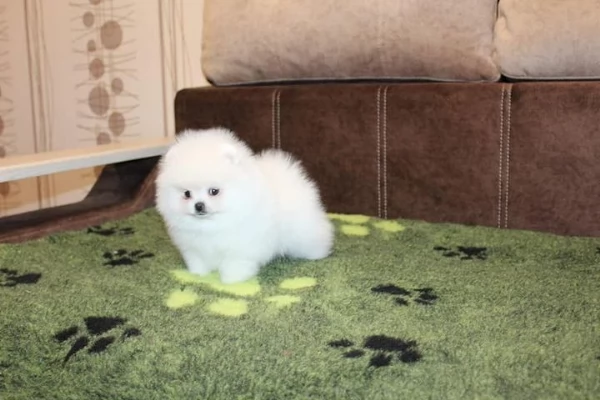Bellissimi cuccioli di Pomerania maschio e femmina pronti per il loro matrimonio per sempre | Foto 1