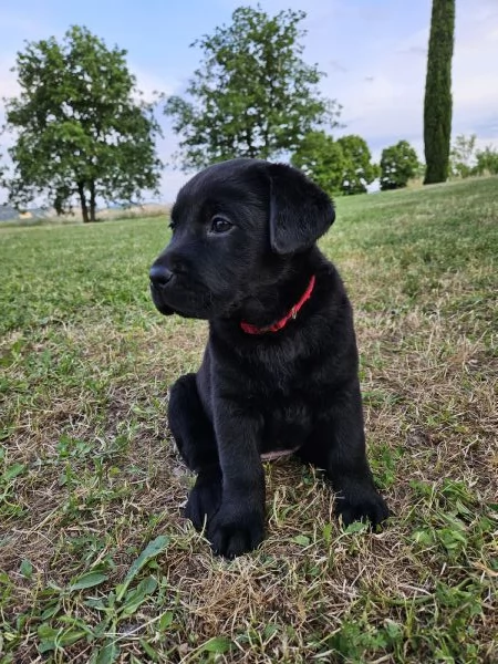 CUCCIOLI FEMMINA LABRADOR RETRIEVER NERI CON PEDIGREE