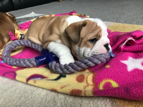 Lovely English Bulldog Puppies with home training