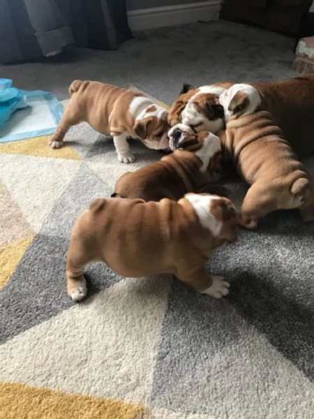 Home Trained English Bulldog puppies for Adoption