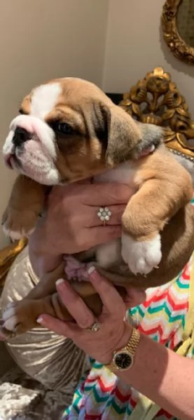 Home Trained English Bulldog puppies for Adoption | Foto 2