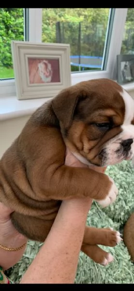 Home Trained English Bulldog puppies for Adoption | Foto 1