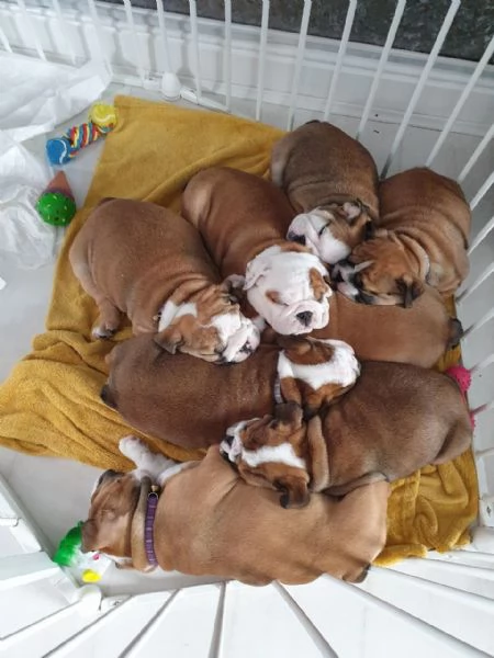 Vaccinated English Bulldog puppies available