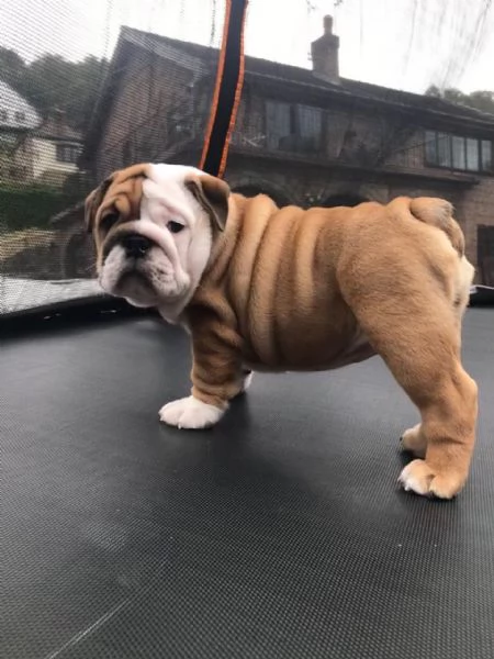 Vaccinated English Bulldog puppies available | Foto 0