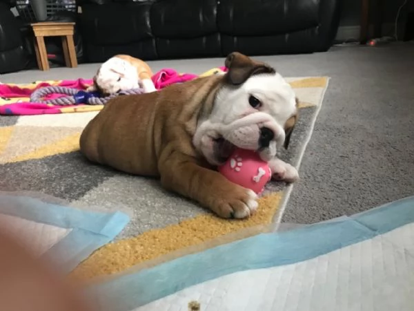 Healthy Bulldog available for adoption | Foto 2