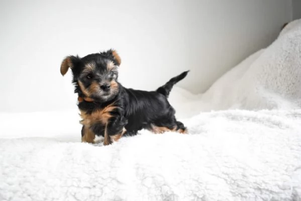Healthy Yorkie puppies with home training | Foto 2
